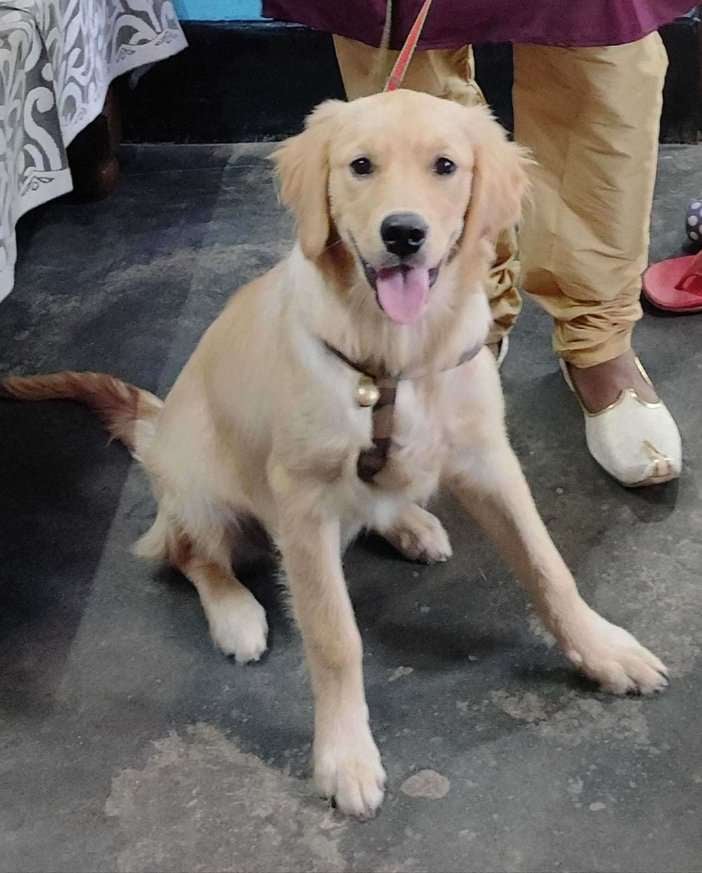 Golden Retriever Dogs For Mating In Marigaon