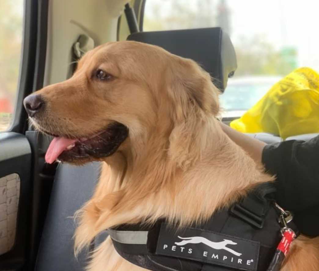 Golden Retriever Dogs For Mating In Jaipur
