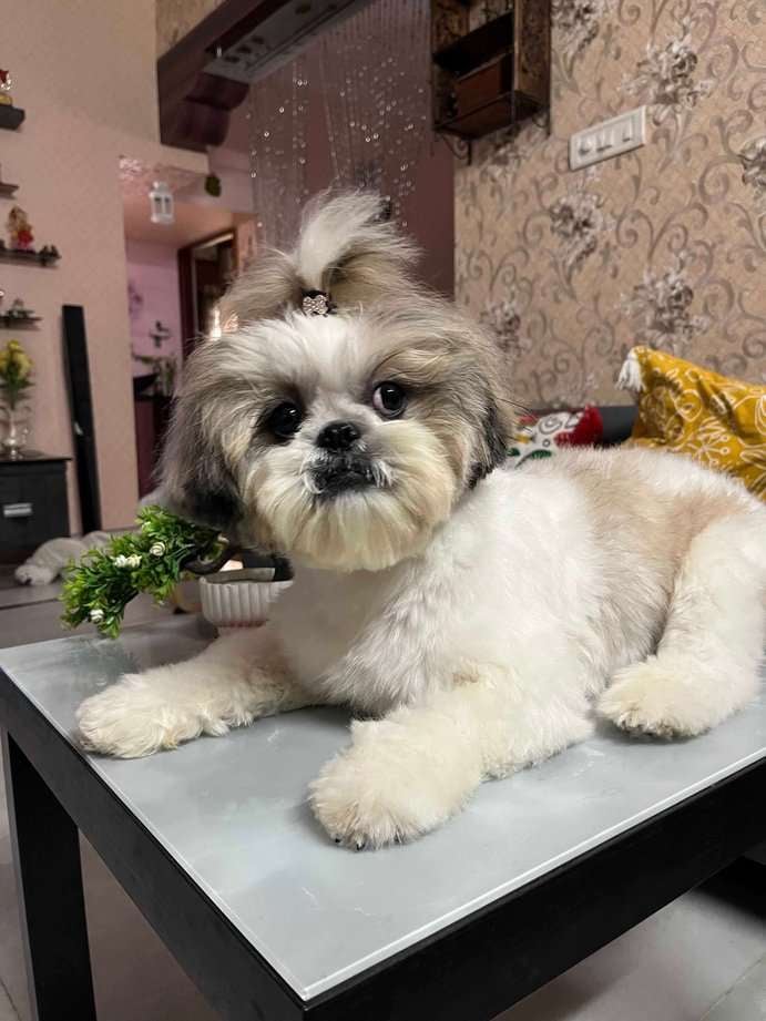Shih Tzu Dogs For Mating In Hyderabad