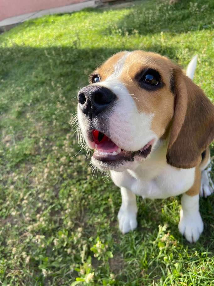 Beagle For Adoption In Jammu