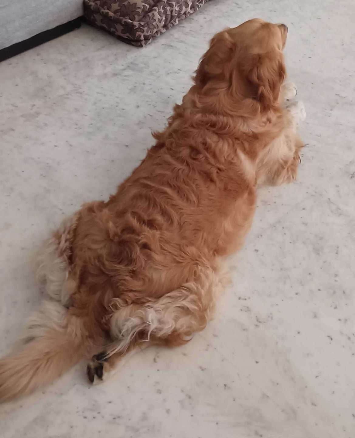 Golden Retriever Dogs For Mating In Jaipur