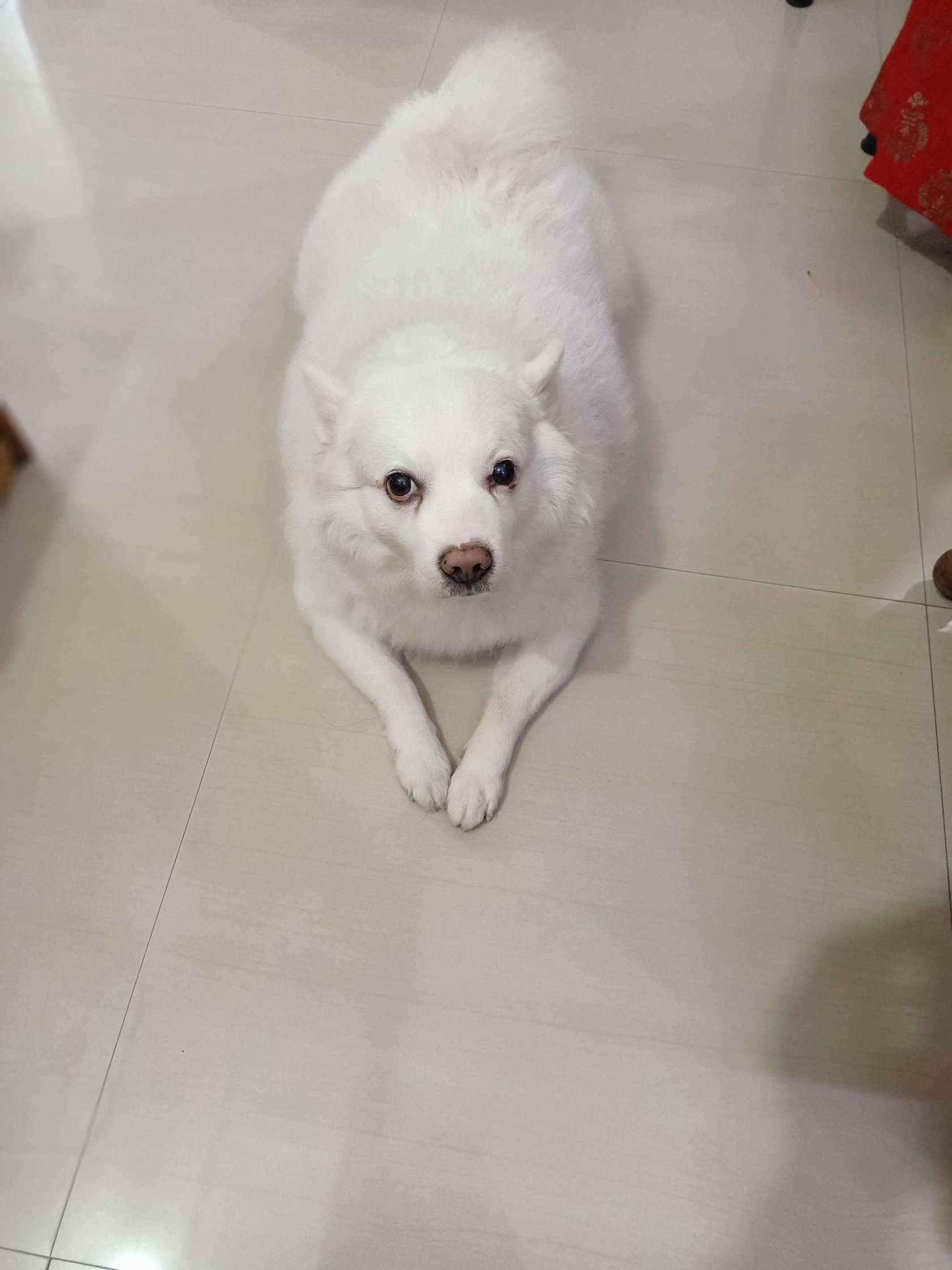 Indian Spitz Dogs For Mating In Kanpur