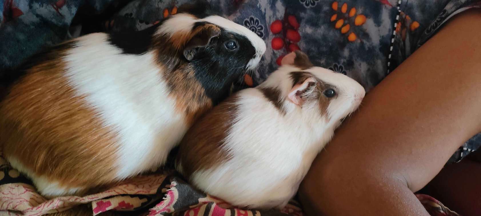 Guinea Pigs For Adoption In Chennai