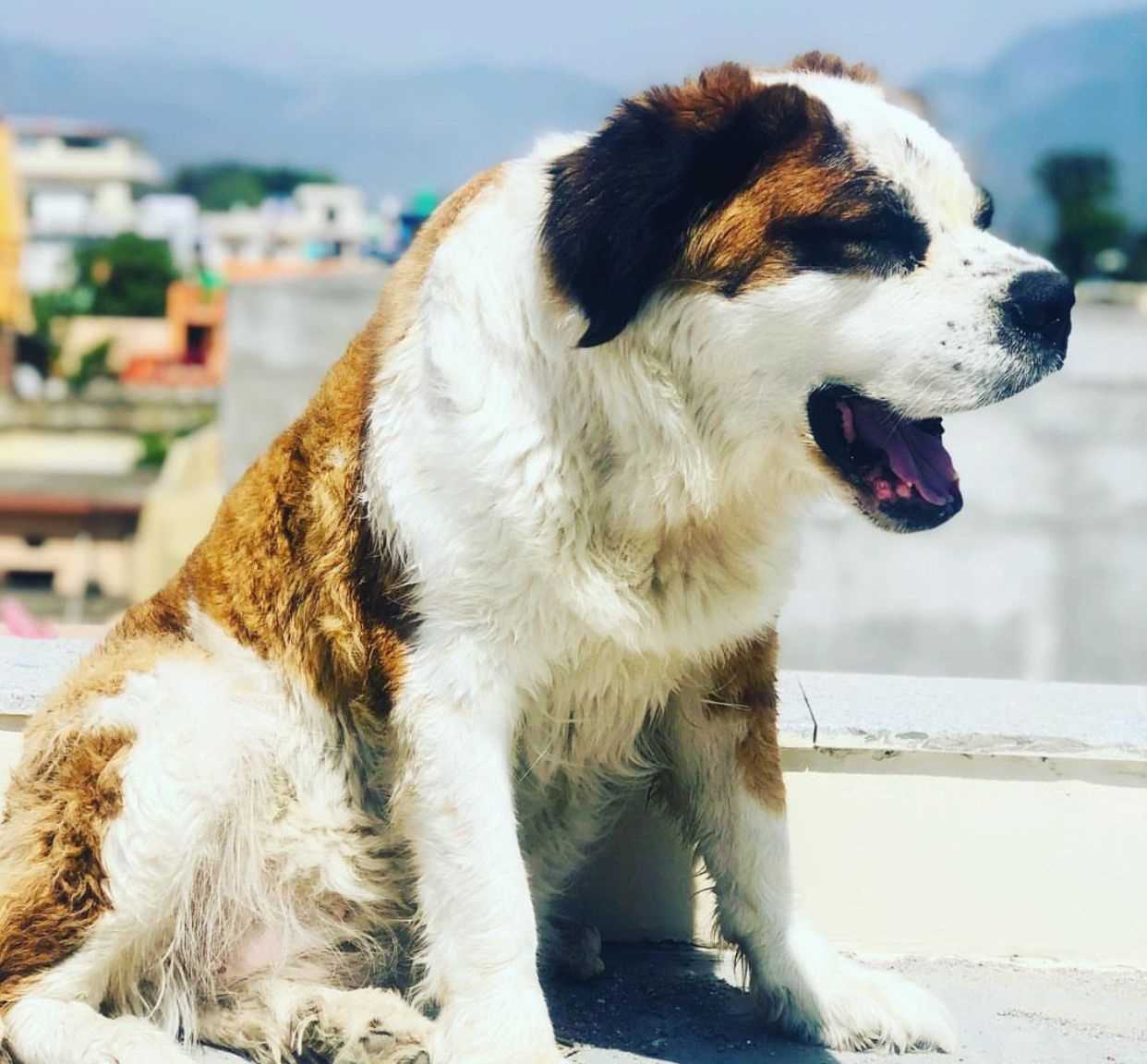 Saint Bernard Dogs For Mating In Delhi