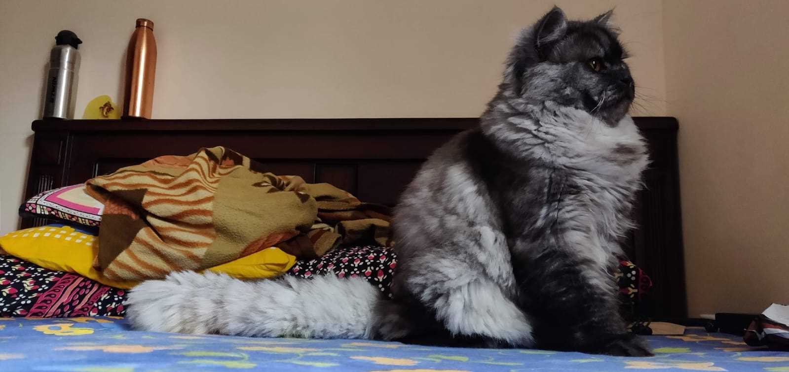 Siberian Dogs For Mating In Bangalore
