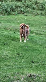 Golden Retriever Dogs For Mating In Vijayawada