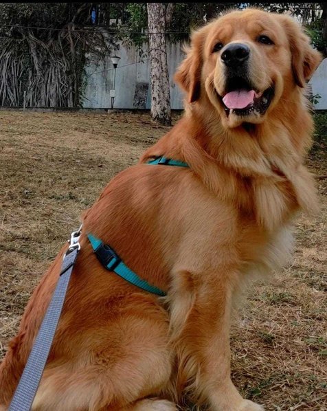 Golden Retriever Dogs For Mating In Vijayawada
