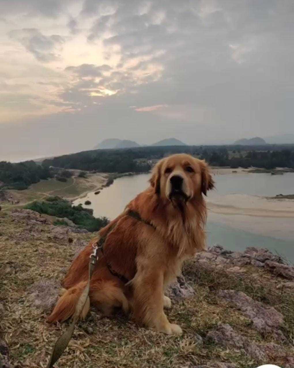 Golden Retriever Dogs For Mating In Vijayawada