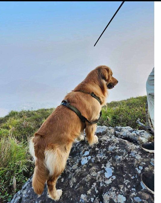 Golden Retriever Dogs For Mating In Vijayawada