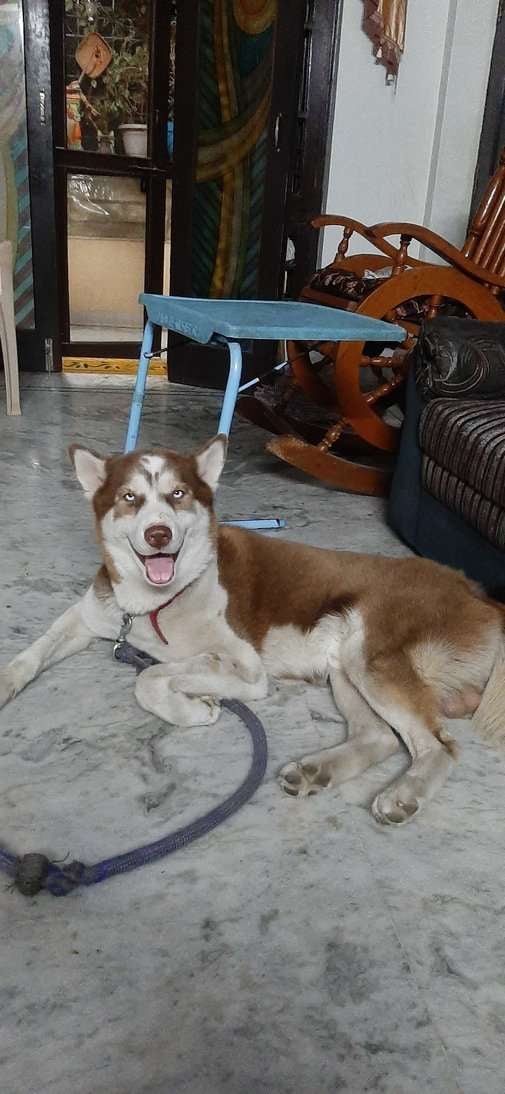 Siberian Husky Dogs For Mating In Secunderabad