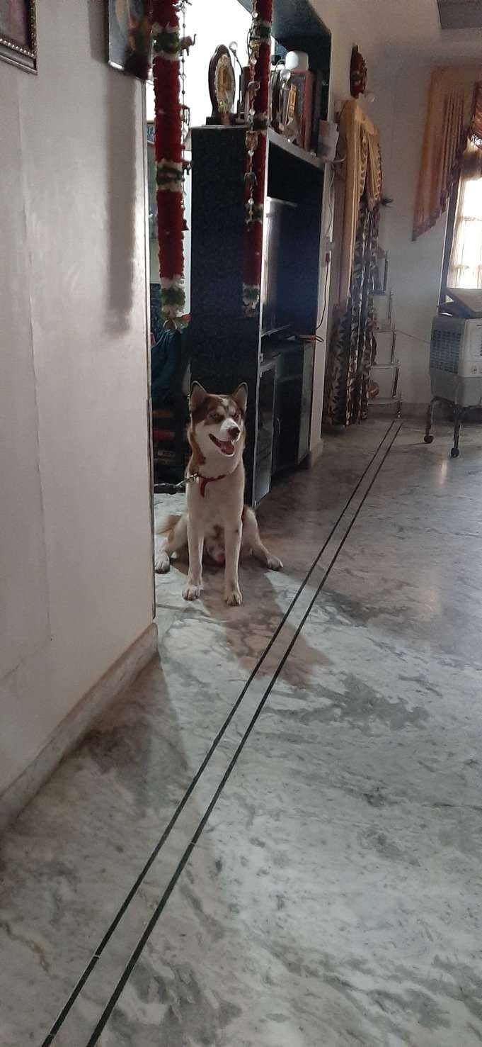Siberian Husky Dogs For Mating In Secunderabad
