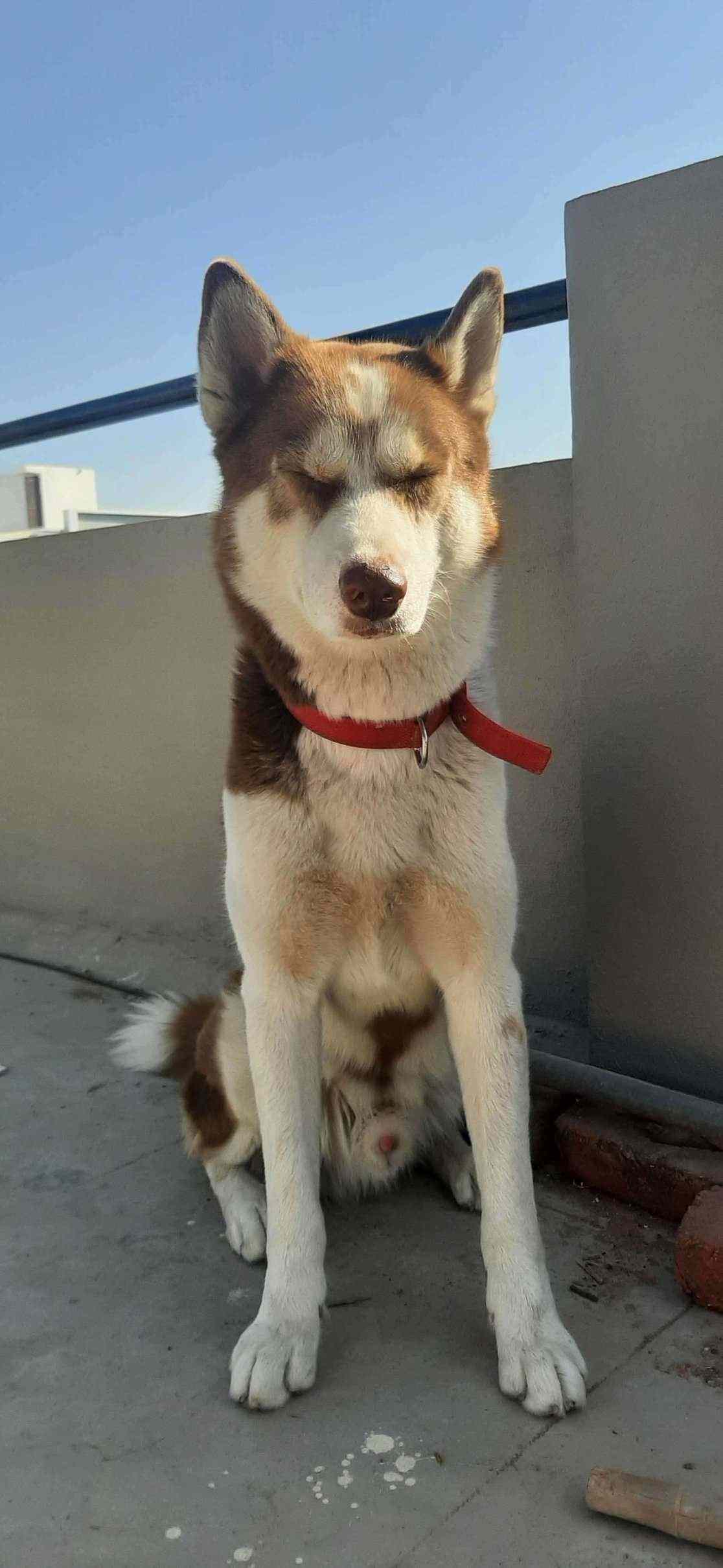 Siberian Husky Dogs For Mating In Secunderabad