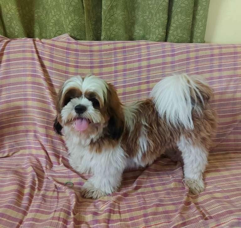 Shih Tzu Dogs For Mating In Chennai