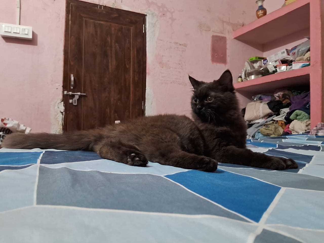 Persian For Sale In Muzaffarpur