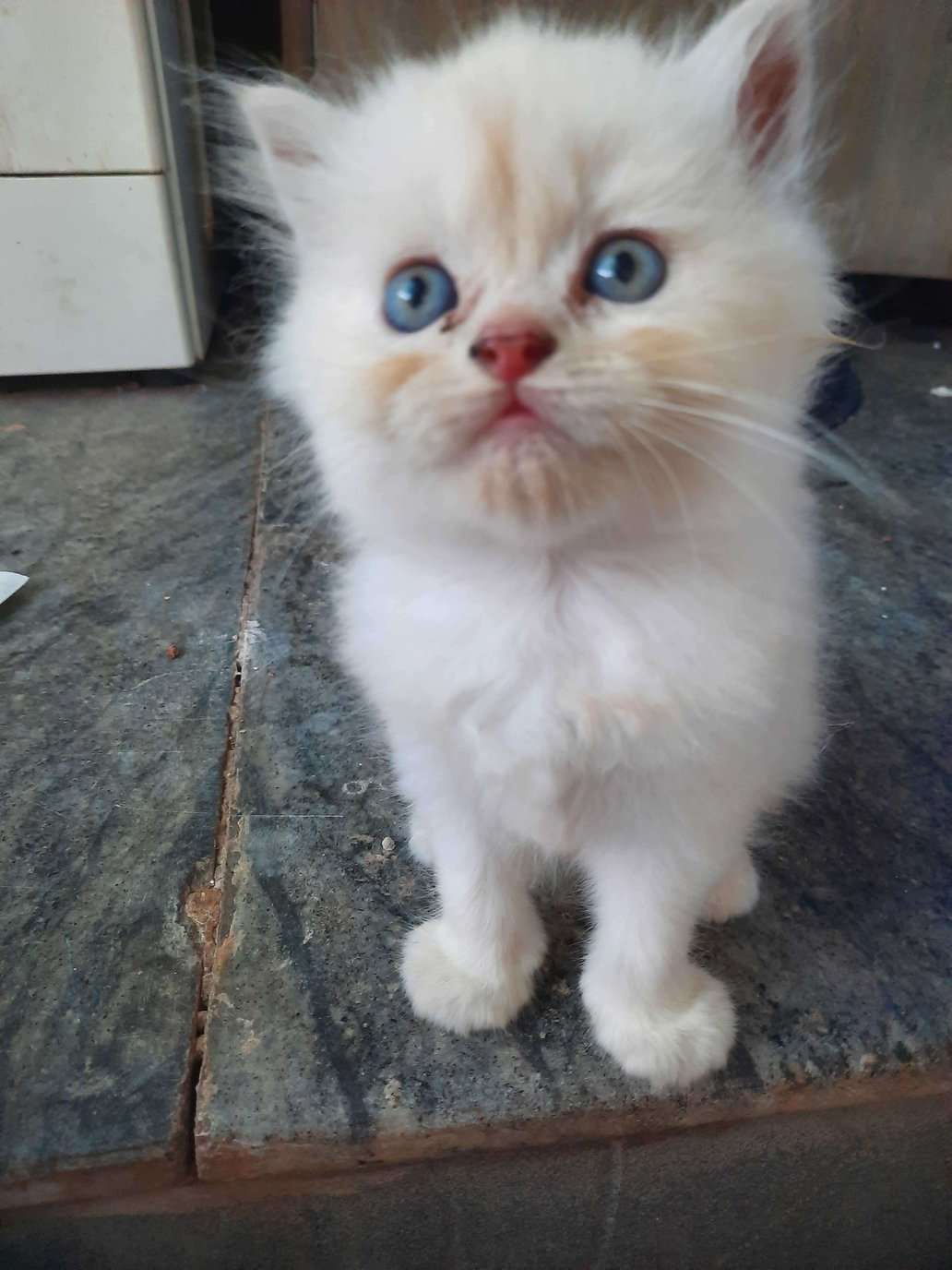 Persian For Sale In Margao