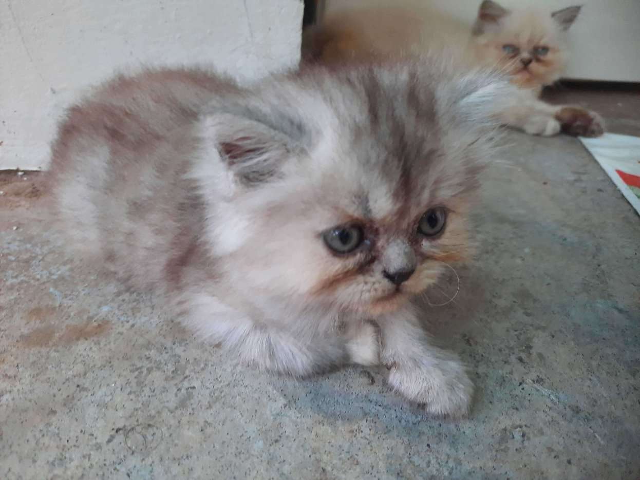 Persian For Sale In Margao