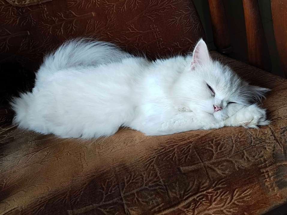 Persian Dogs For Mating In Mumbai