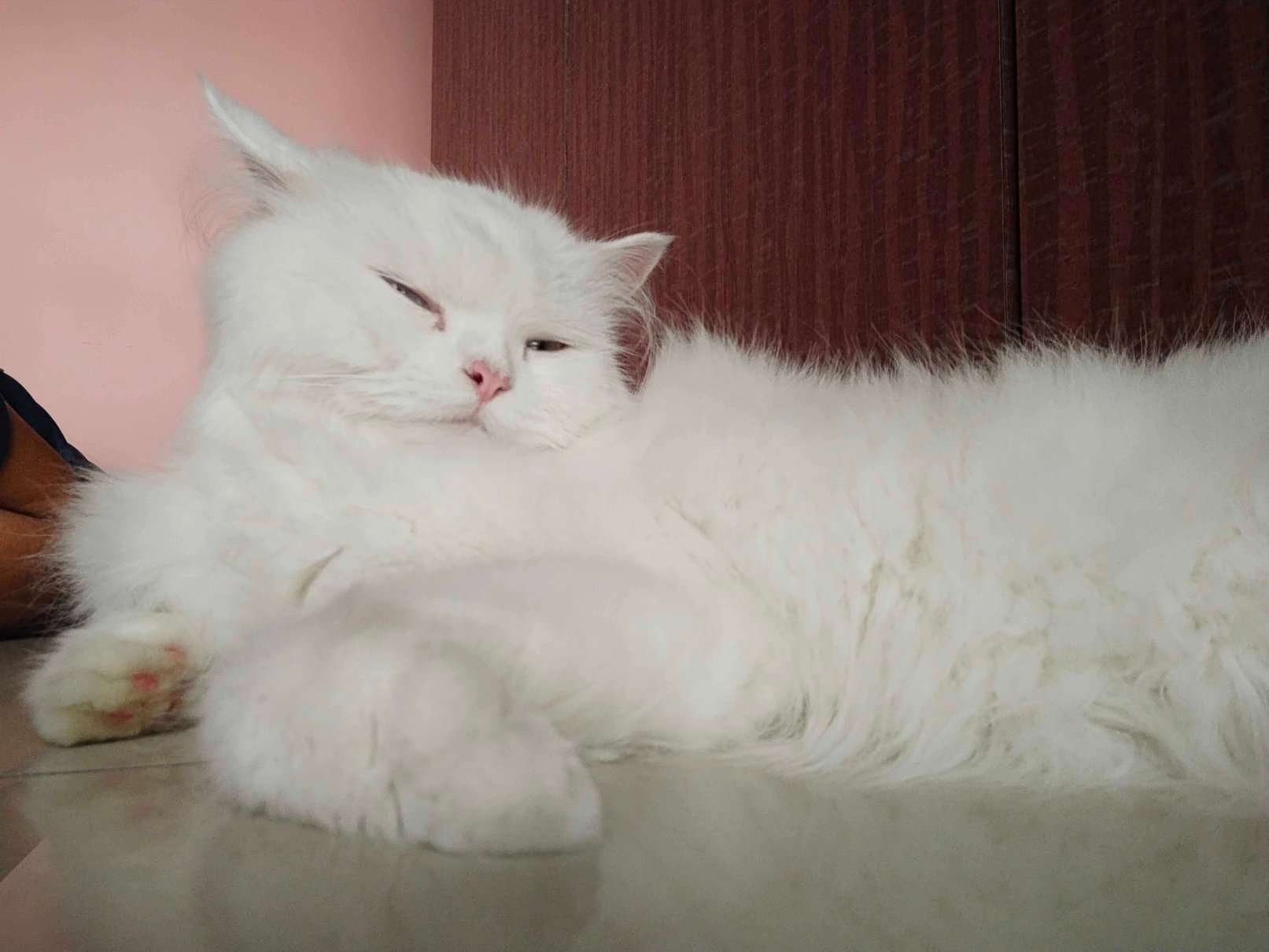 Persian Dogs For Mating In Mumbai