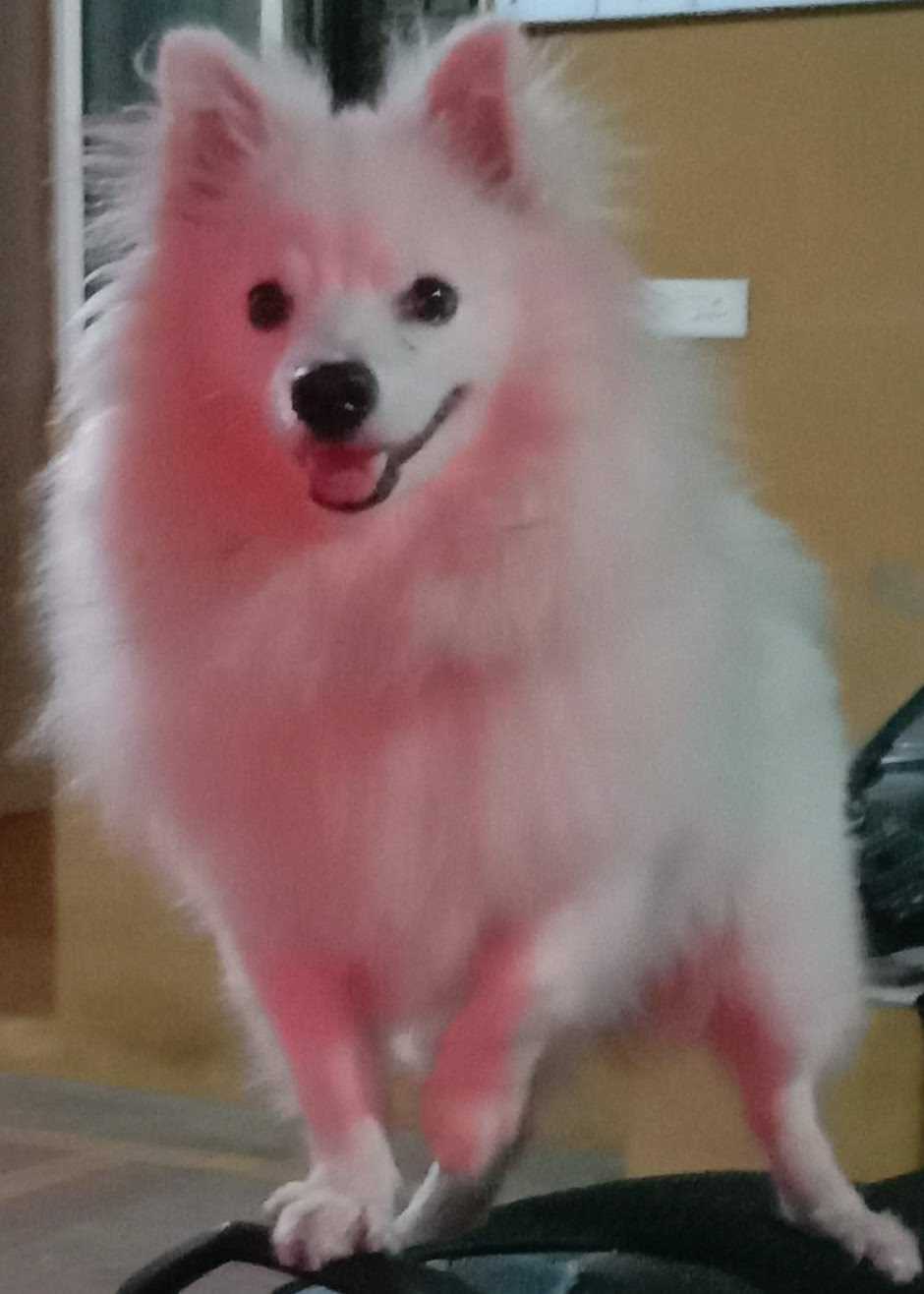 Pomeranian Dogs For Mating In Chennai