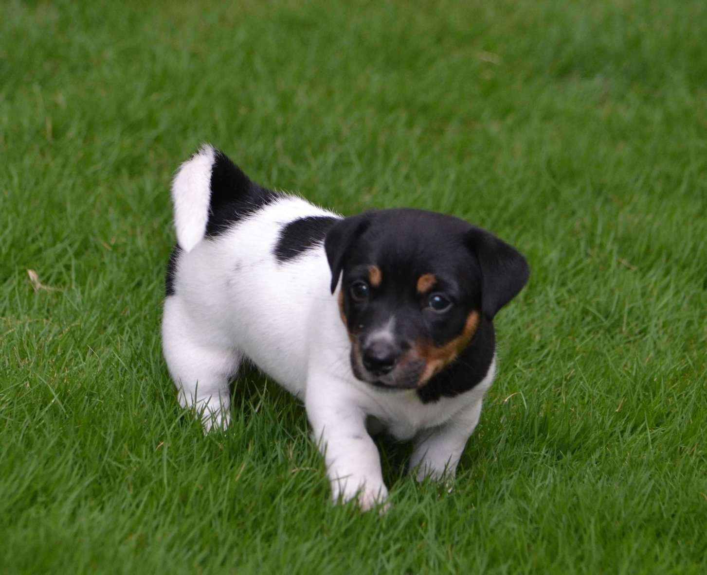 Jack Russell Terrier For Sale In Bangalore
