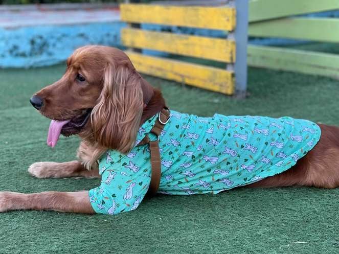 Cocker Spaniel Dogs For Mating In Hyderabad