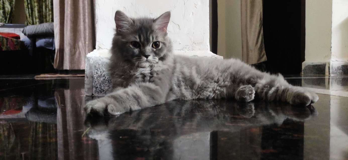 Persian Dogs For Mating In Hyderabad
