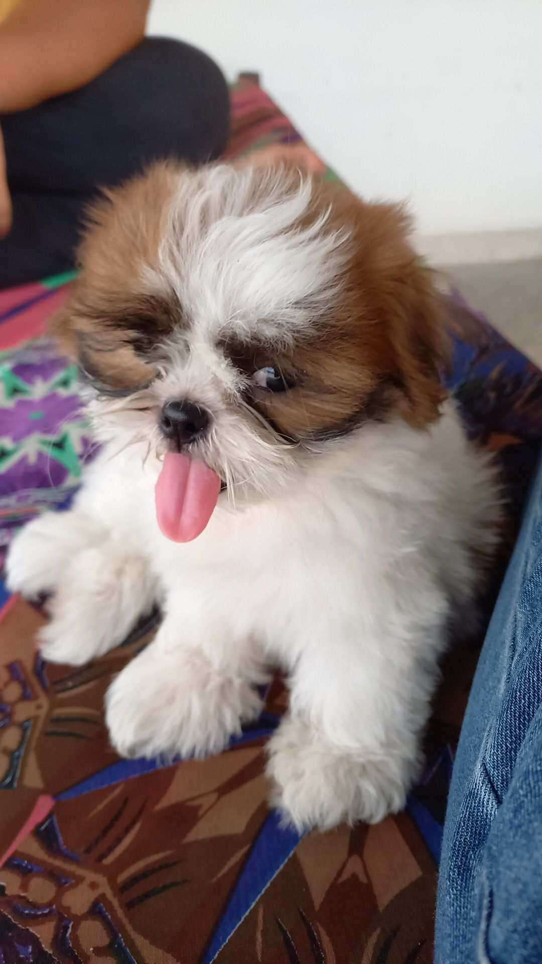 Shih Tzu For Sale In Surat