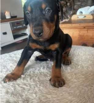 Doberman For Sale In Vijayawada
