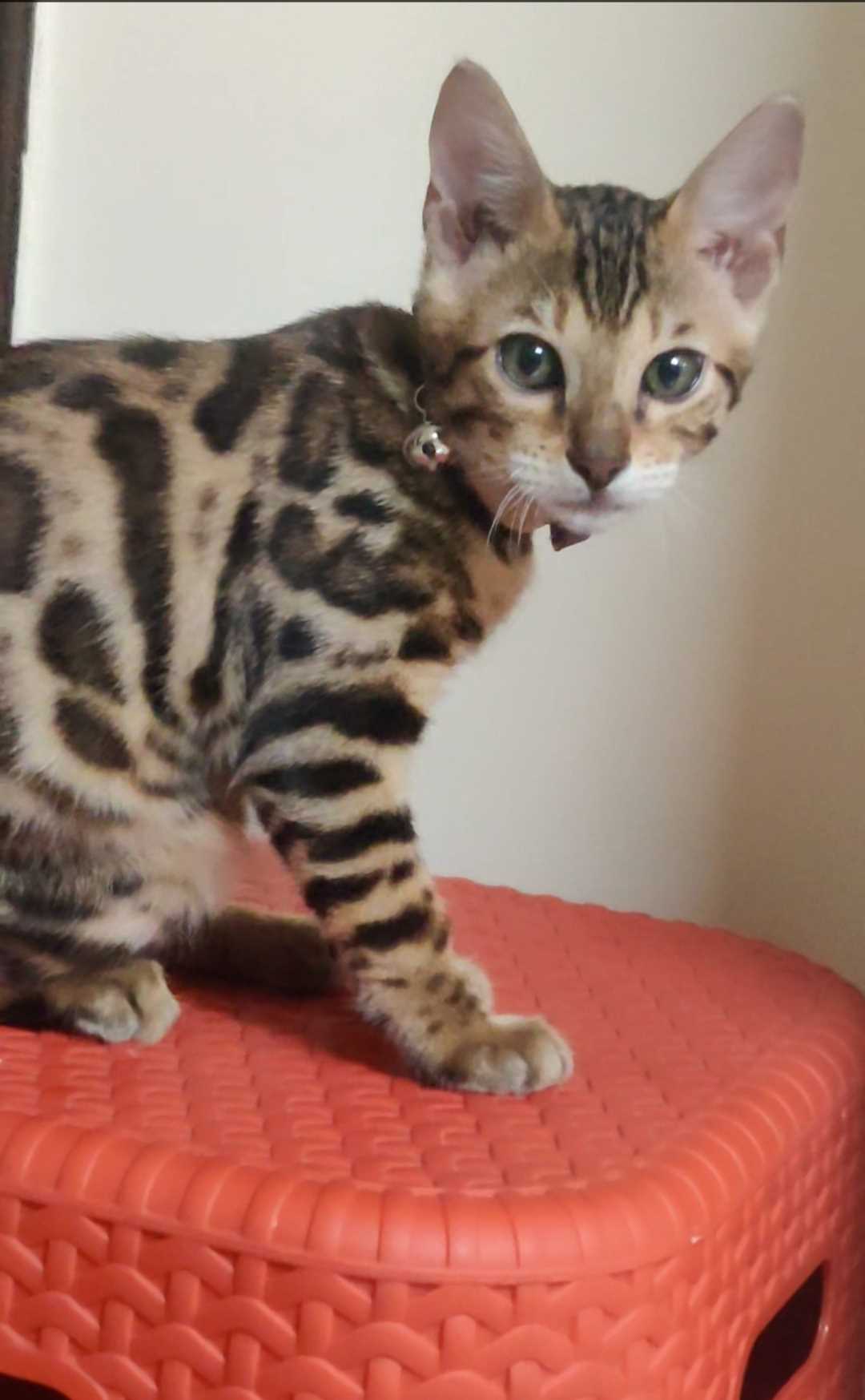 Bengal For Sale In Bangalore