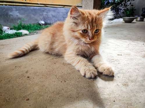 Persian For Sale In Bhubaneswar