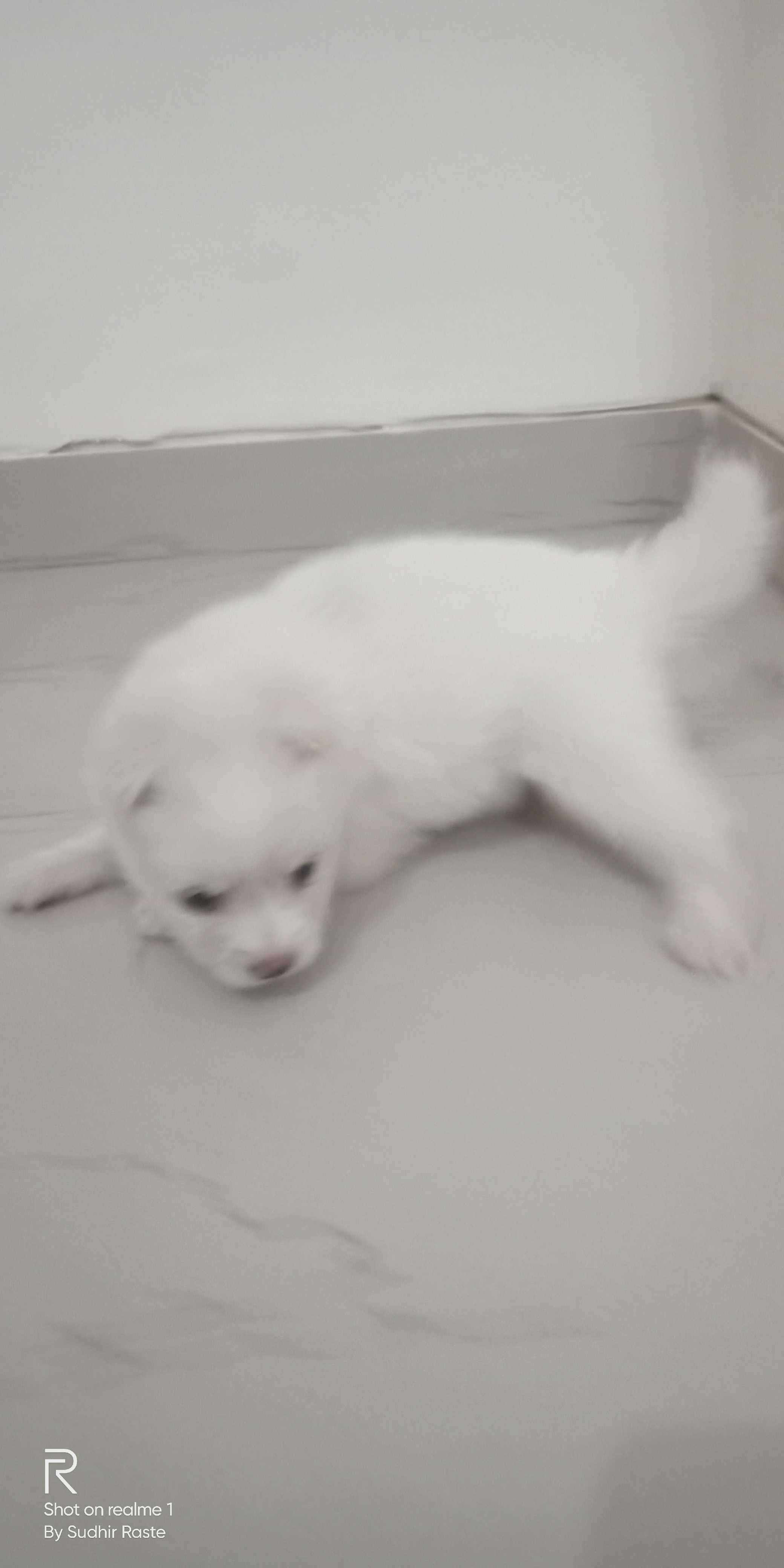Pomeranian For Sale In Pune