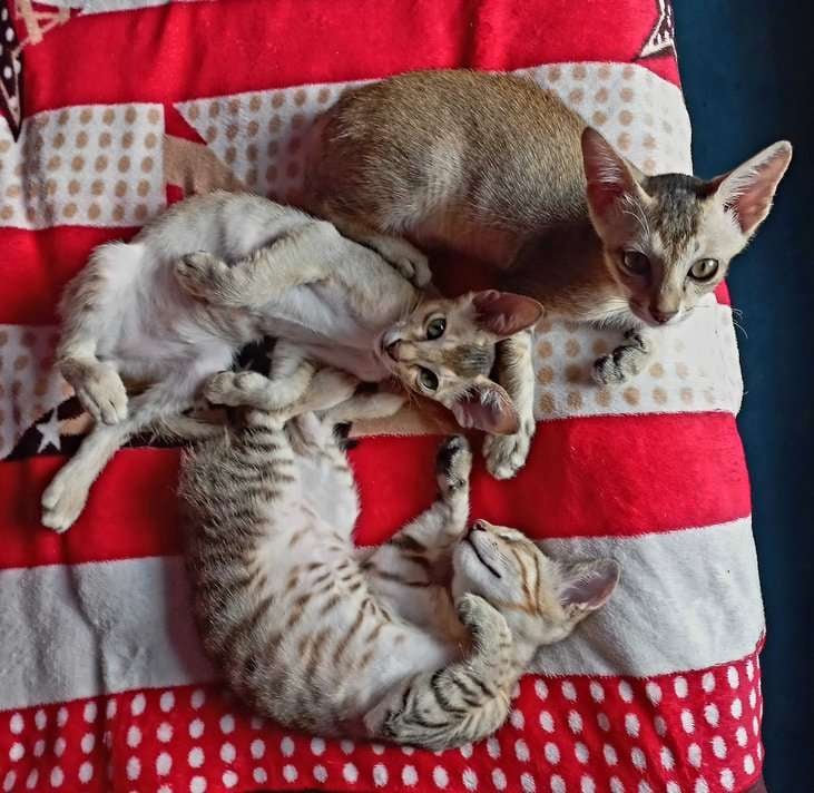 Indian Breed For Adoption In Guwahati