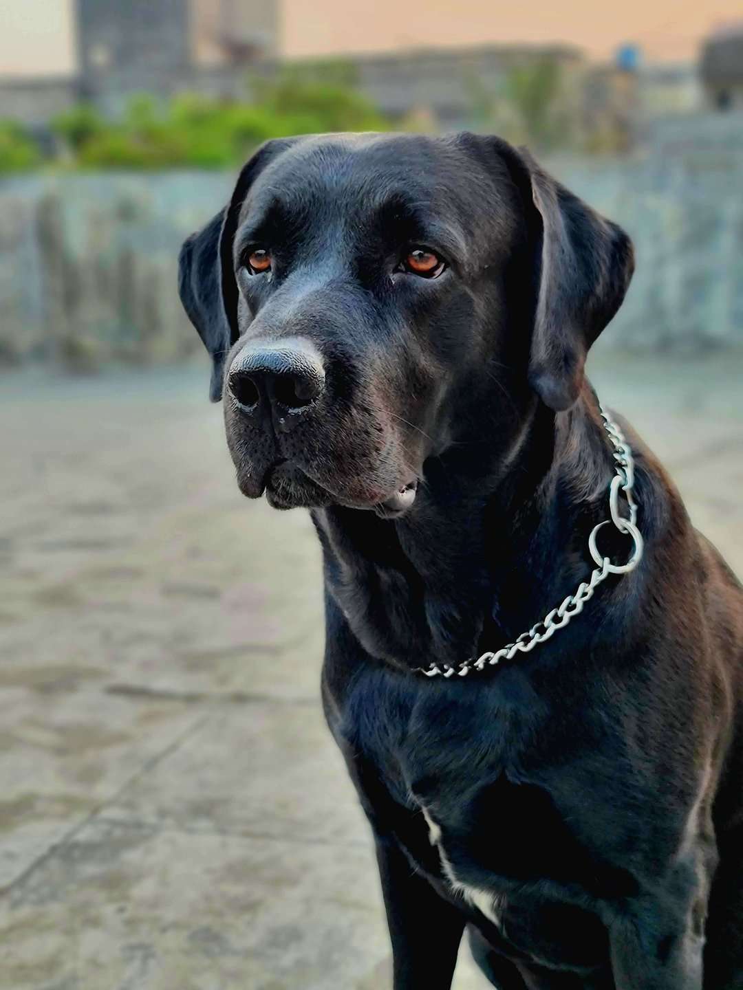 Labrador Retriever Dogs For Mating In Pune
