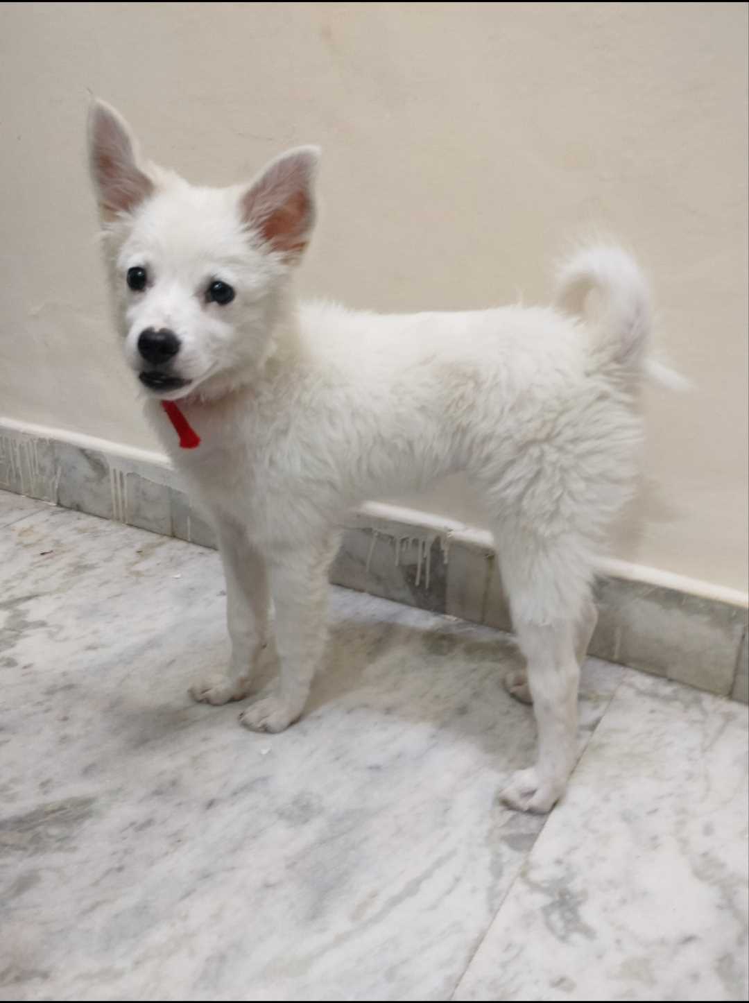 Indian Spitz For Sale In Delhi