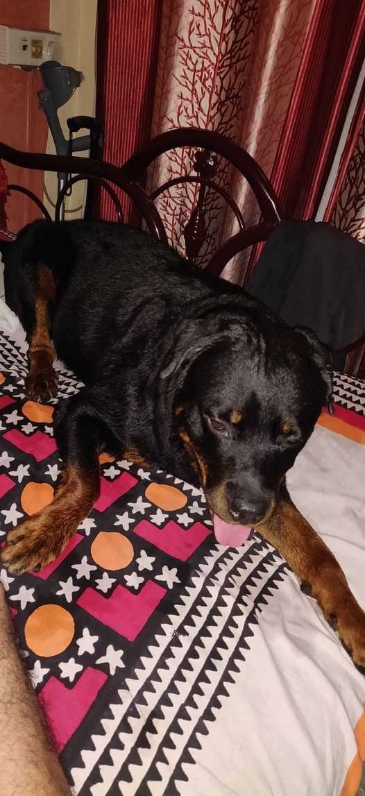 Rottweiler Dogs For Mating In Kolkata