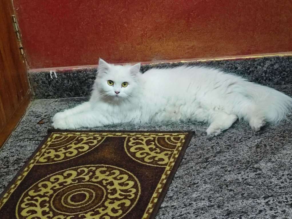 Persian Dogs For Mating In Bangalore