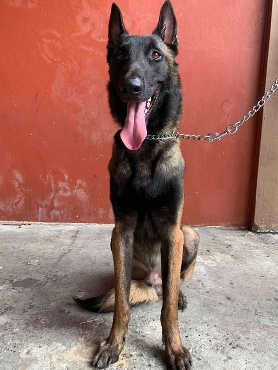 Belgian Malinois Dogs For Mating In Tirupper