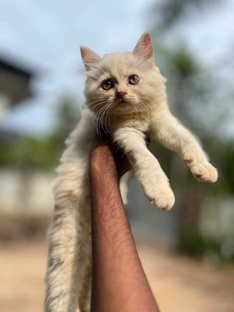 Persian For Sale In Thrissur