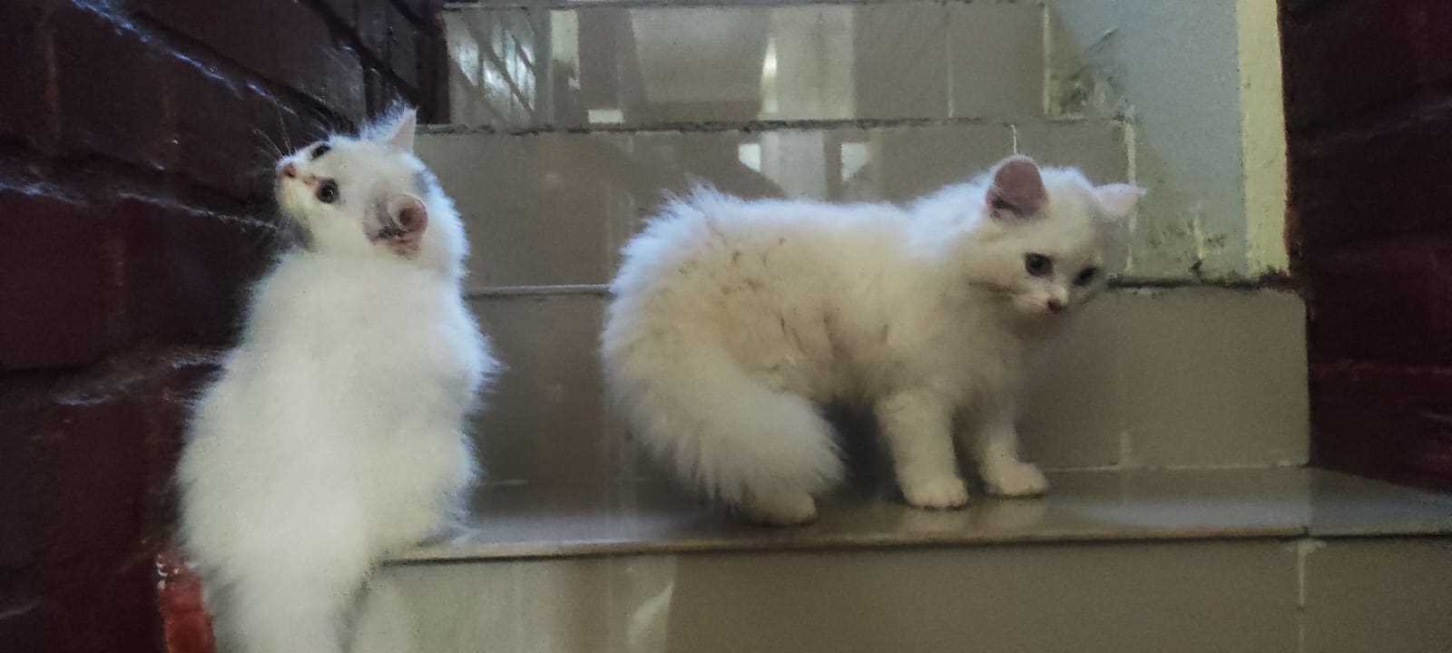 Persian For Sale In Kochi