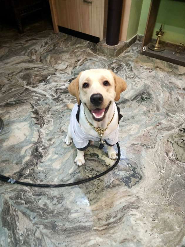 Labrador Retriever Dogs For Mating In Thrissur