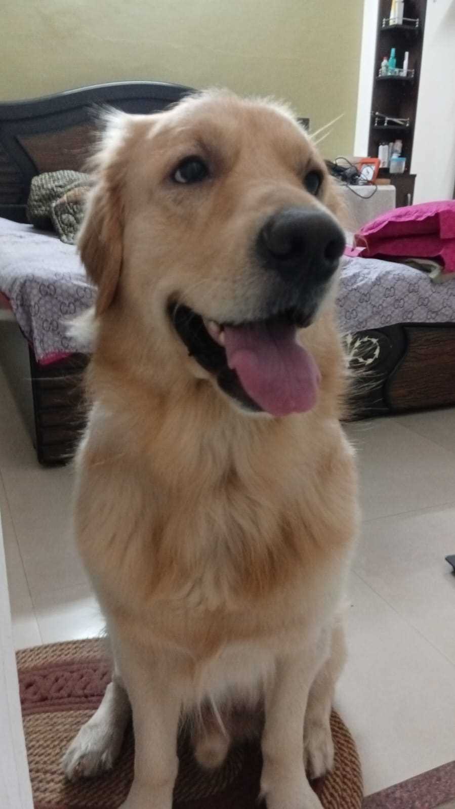 Golden Retriever For Adoption In Kota