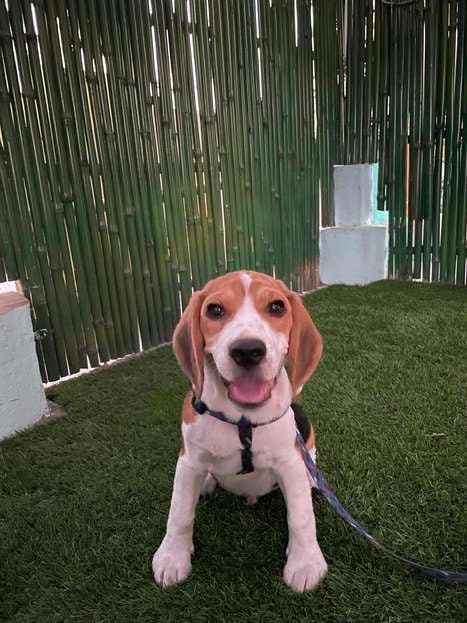 Beagle Dogs For Mating In Delhi