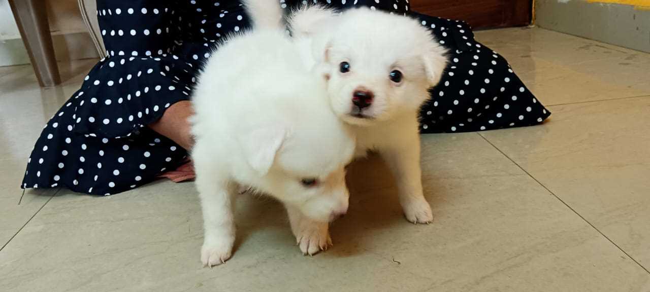 Pomeranian For Sale In Bidar