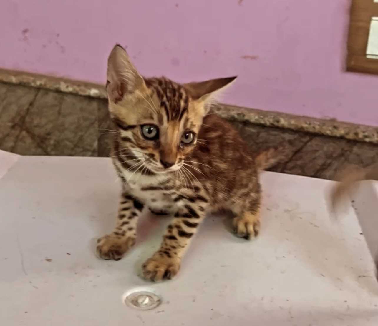 Bengal For Sale In Delhi