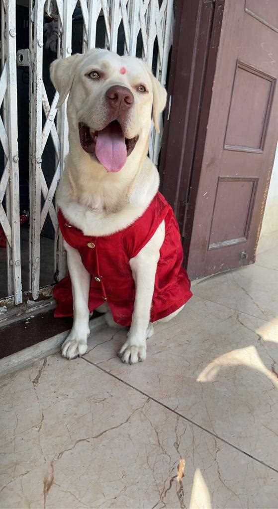 Labrador Retriever Dogs For Mating In Indore