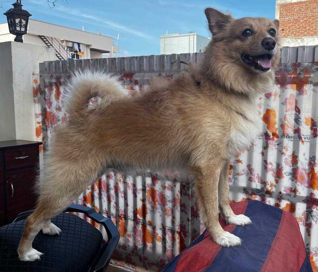 Pomeranian Dogs For Mating In Hyderabad