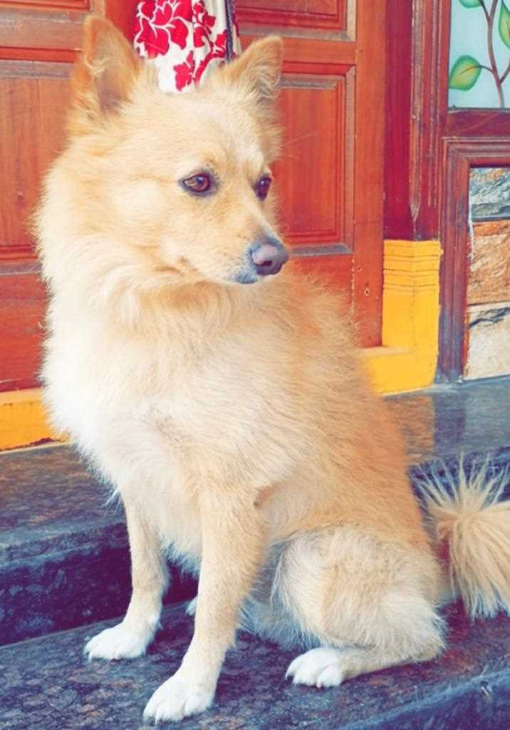 Pomeranian Dogs For Mating In Hyderabad