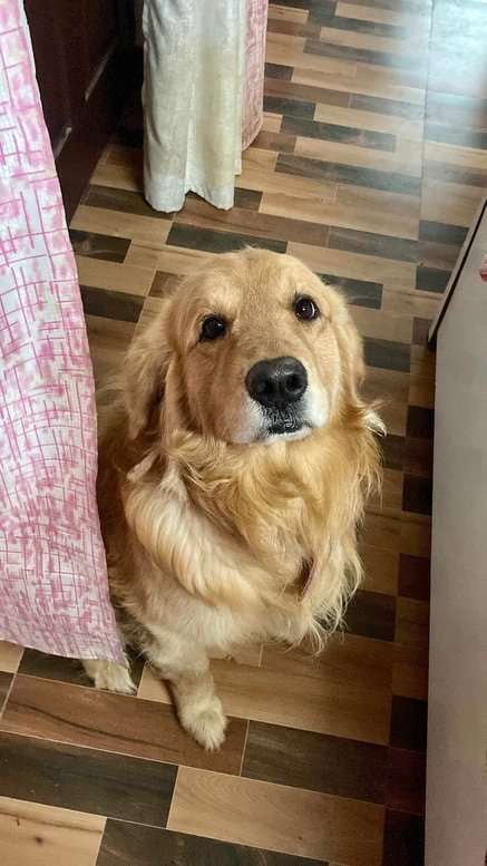 Golden Retriever Dogs For Mating In Barnala