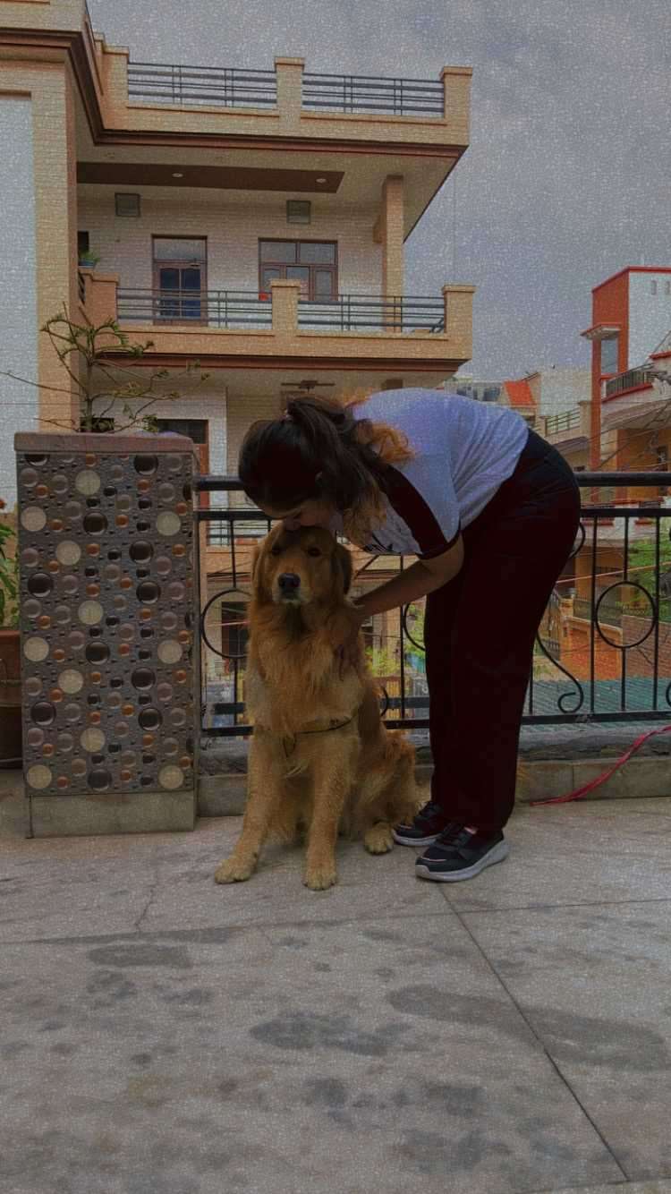 Golden Retriever Dogs For Mating In Barnala