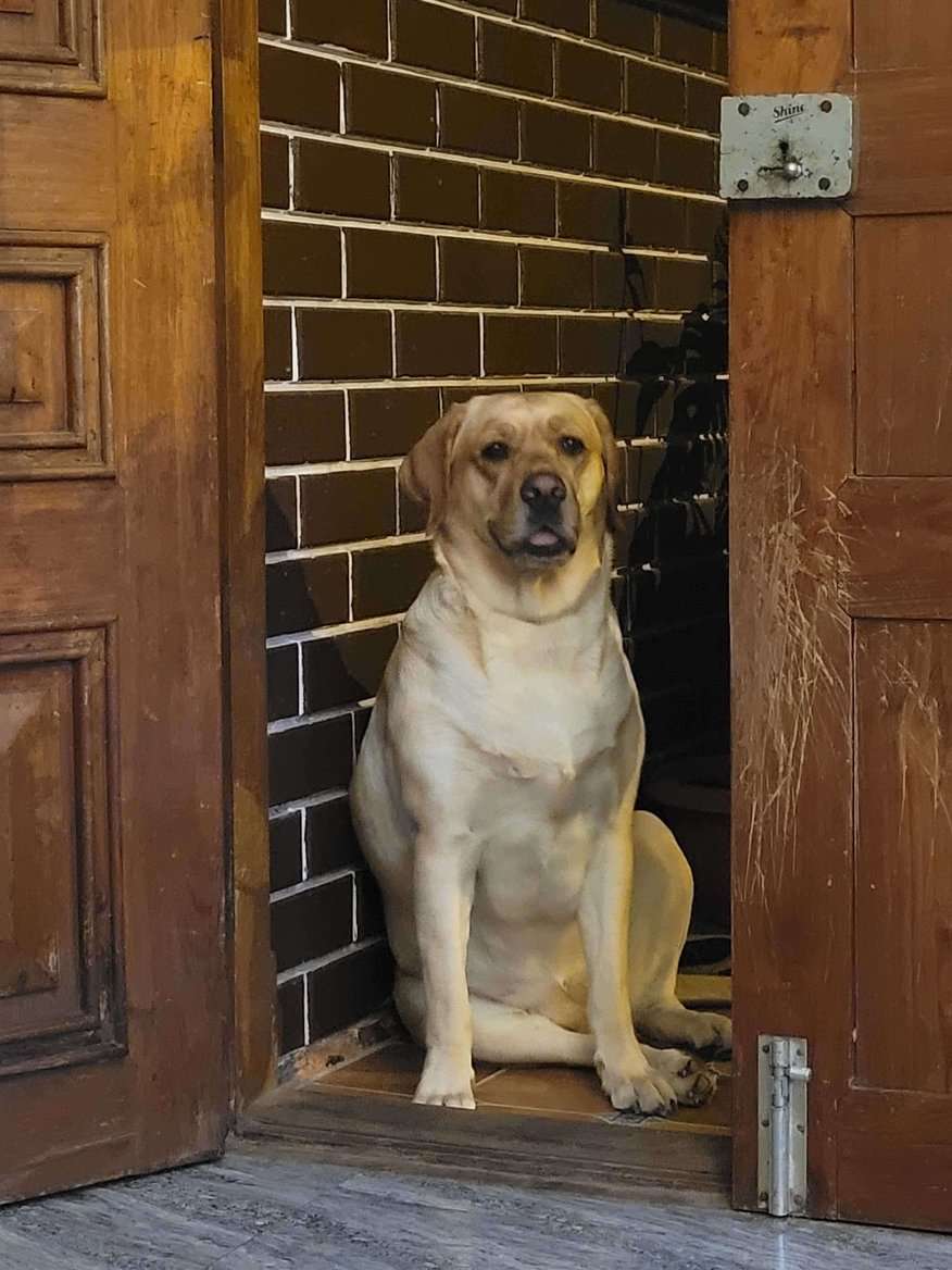 Labrador Retriever Dogs For Mating In Bangalore